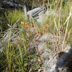 Potentilla litoralis