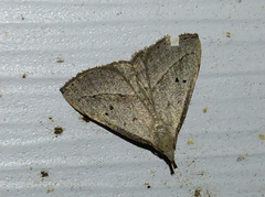 Macrochilo hypocritalis