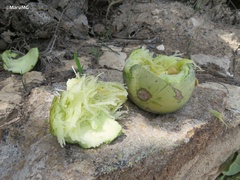 Cucurbita foetidissima