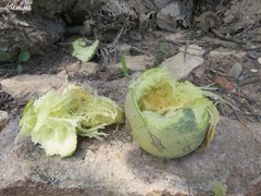 Cucurbita foetidissima