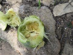 Cucurbita foetidissima