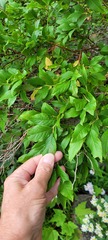Vaccinium corymbosum