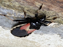 Brontostoma doughertyae