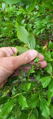 Vaccinium corymbosum