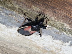 Brontostoma doughertyae