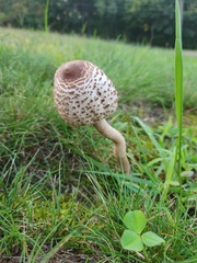 Chlorophyllum rhacodes