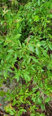 Vaccinium corymbosum