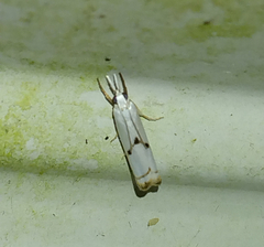 Microcrambus biguttellus