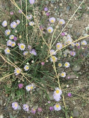 Erigeron glacialis