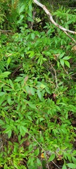 Vaccinium corymbosum