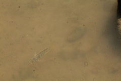 Oreochromis