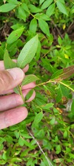 Vaccinium corymbosum