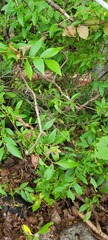 Vaccinium corymbosum
