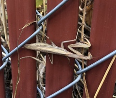 Mantis religiosa