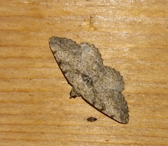 Digrammia gnophosaria