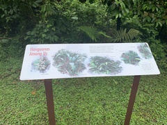 Hanguanaceae