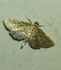 Anageshna primordialis