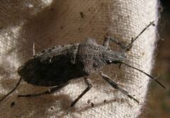 Brochymena quadripustulata