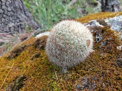 Mammillaria densispina