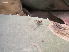 Pseudodyscrasis scutellaris