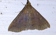 Renia discoloralis