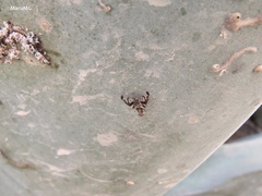 Pseudodyscrasis scutellaris