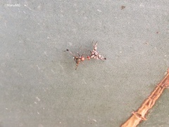 Pseudodyscrasis scutellaris