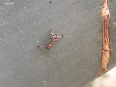 Pseudodyscrasis scutellaris
