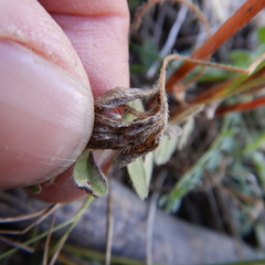 Potentilla litoralis