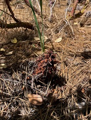 Kopsiopsis strobilacea