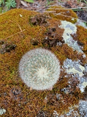 Mammillaria densispina