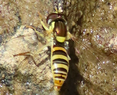 Sphaerophoria contigua