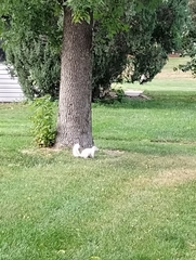 Sciurus carolinensis