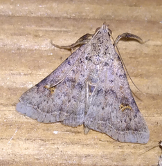 Bleptina caradrinalis