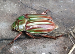 Chrysina adelaida
