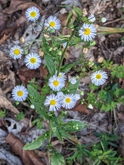 Erigeron annuus