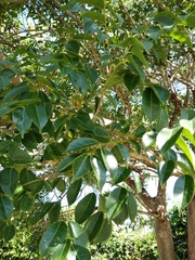 Ficus
