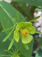 Pavonia calyculosa