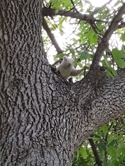 Sciurus carolinensis