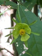 Pavonia calyculosa
