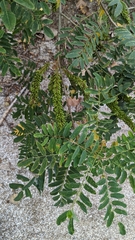 Amorpha fruticosa