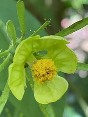 Pavonia calyculosa