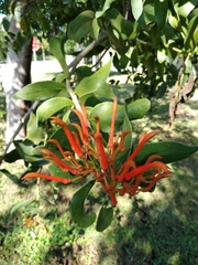 Ficus