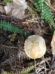 Xerocomellus zelleri