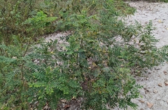 Amorpha fruticosa