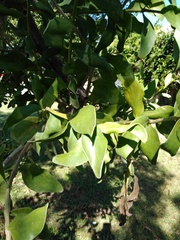 Ficus
