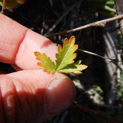 Potentilla litoralis