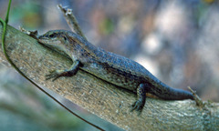 Trachylepis wrightii