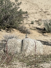 Ammospermophilus leucurus