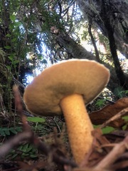 Xerocomellus zelleri